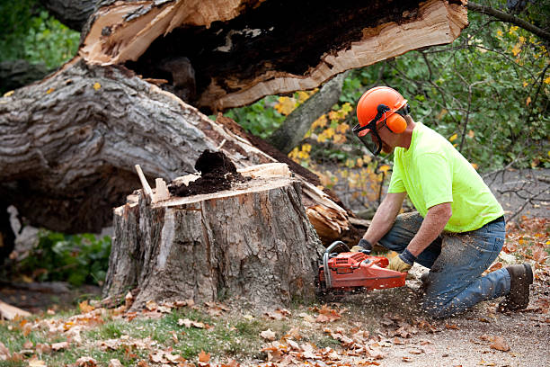 Harmony, RI  Tree Services Company