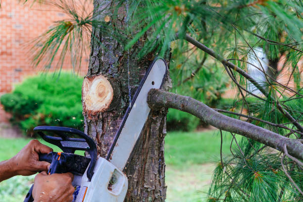 Why Choose Our Tree Removal Services in Harmony, RI?